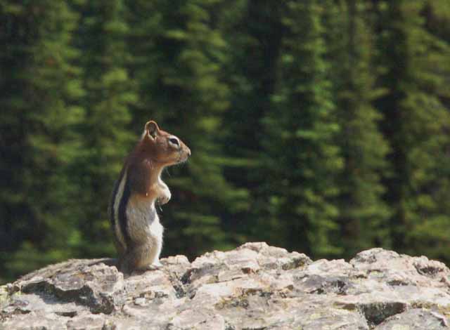 chipmunk